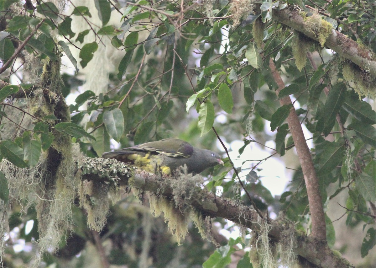Sao Tome Green-Pigeon - ML99800731