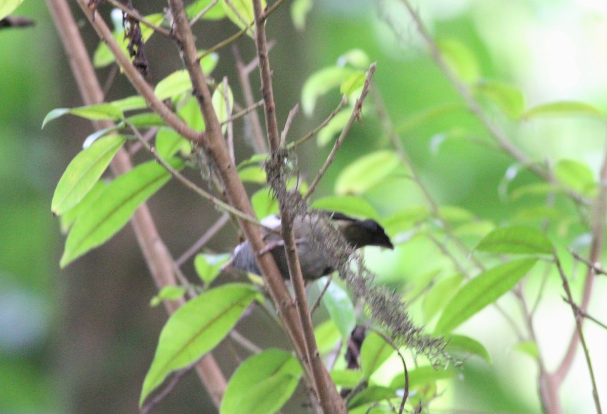 Black-capped Speirops - ML99800761