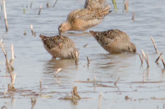 Long-billed Dowitcher - ML99801021