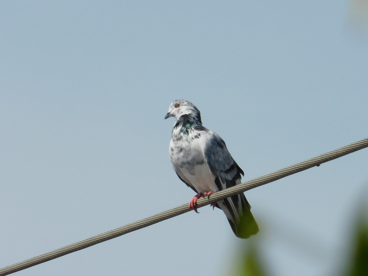 Rock Pigeon (Feral Pigeon) - ML99802021