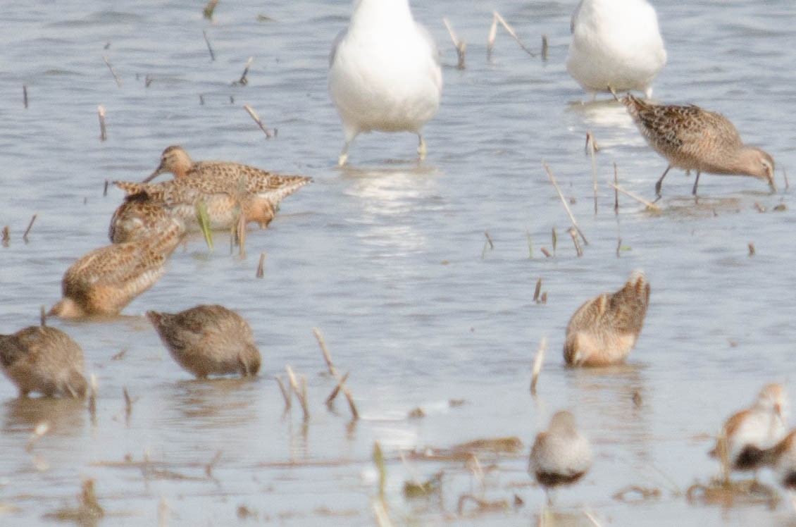 Long-billed Dowitcher - ML99804851