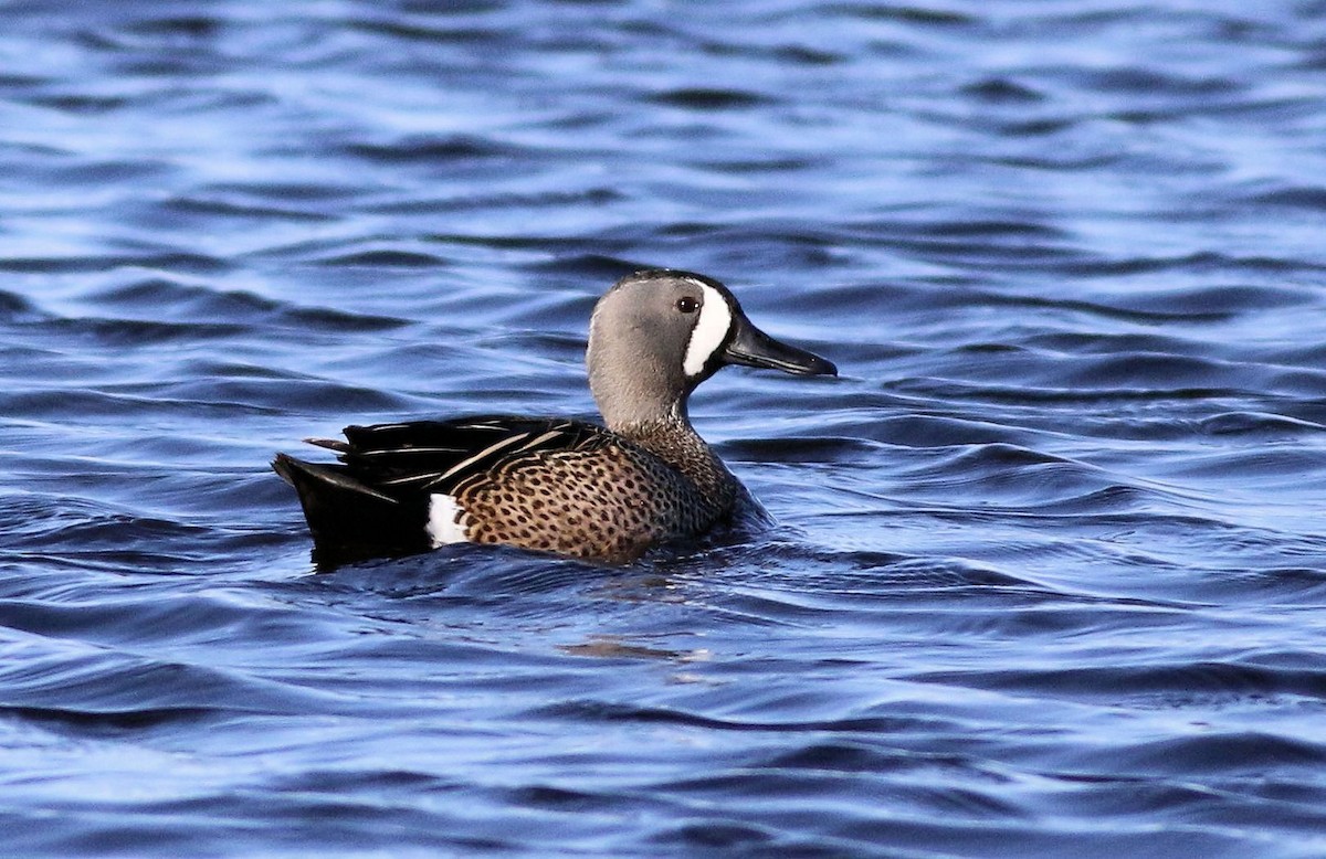 Blue-winged Teal - ML99805571