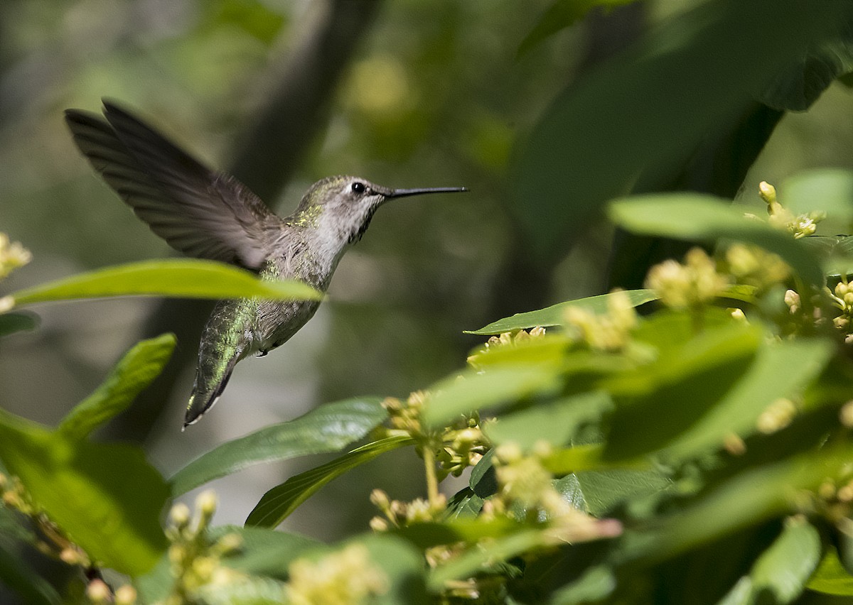 Anna's Hummingbird - Ken Pitts