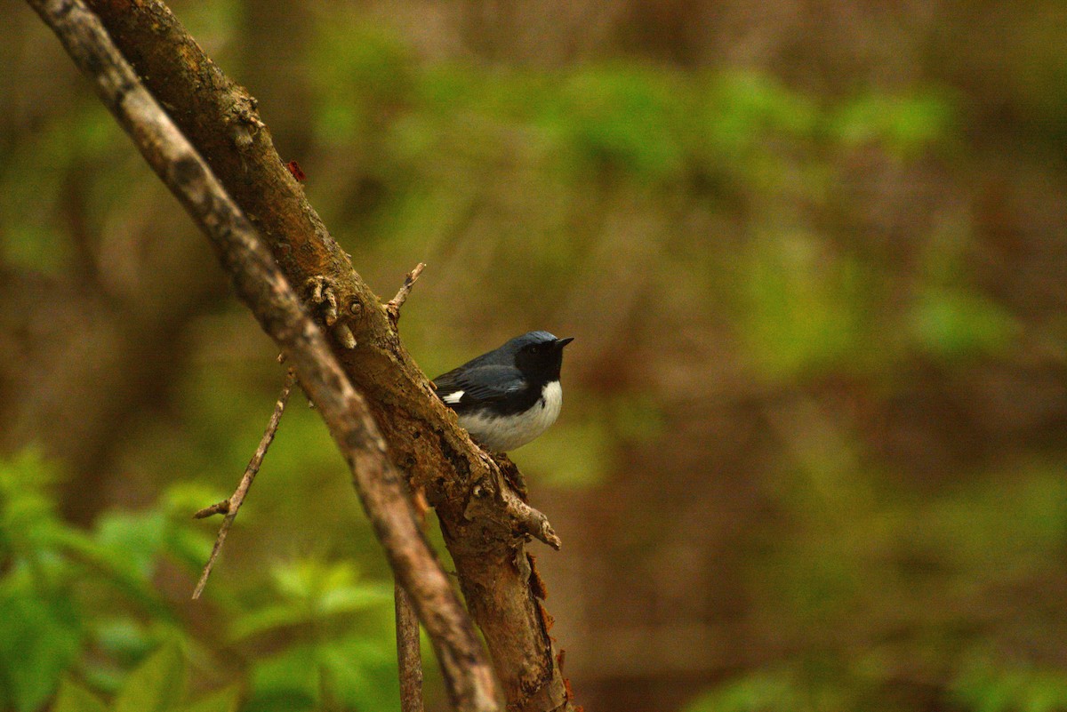 Black-throated Blue Warbler - Tom Frankel