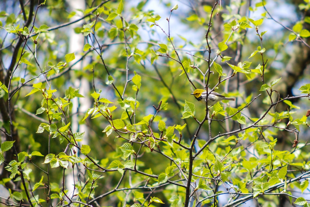 Black-throated Green Warbler - Emma Blackford