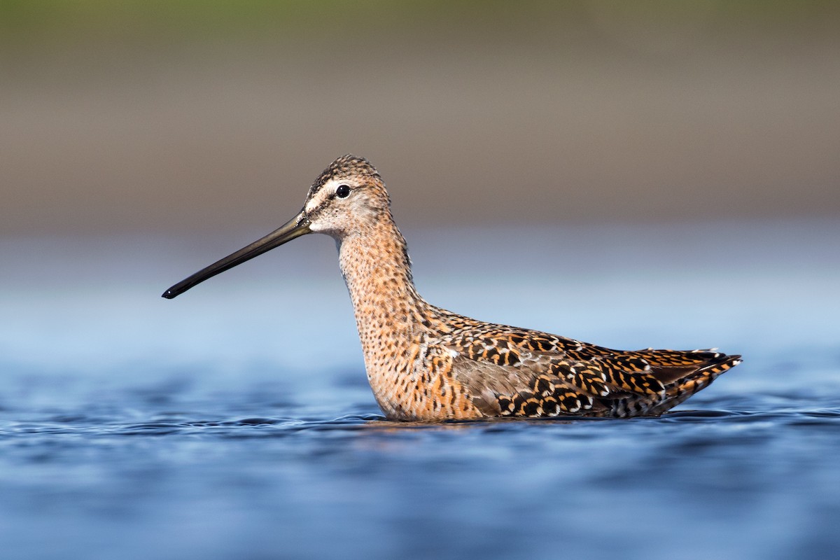 Long-billed Dowitcher - ML99820781