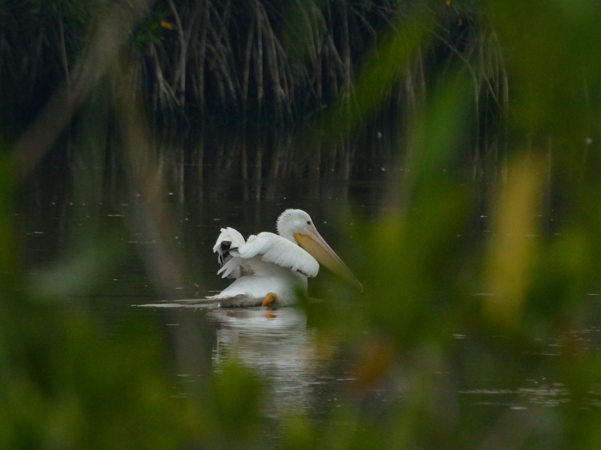 American White Pelican - Bente Torvund