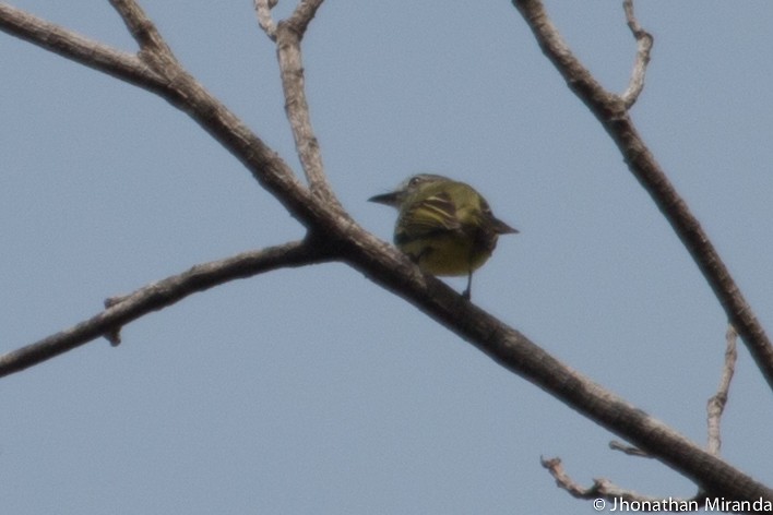 Gray-crowned Flatbill - ML99827511