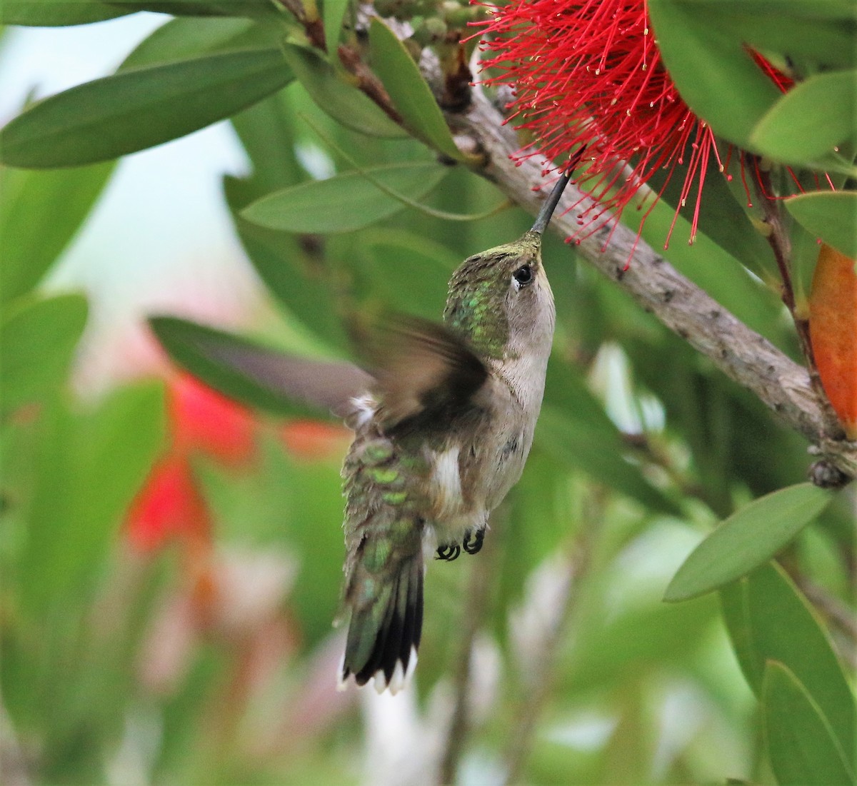 Ruby-throated Hummingbird - ML99829251