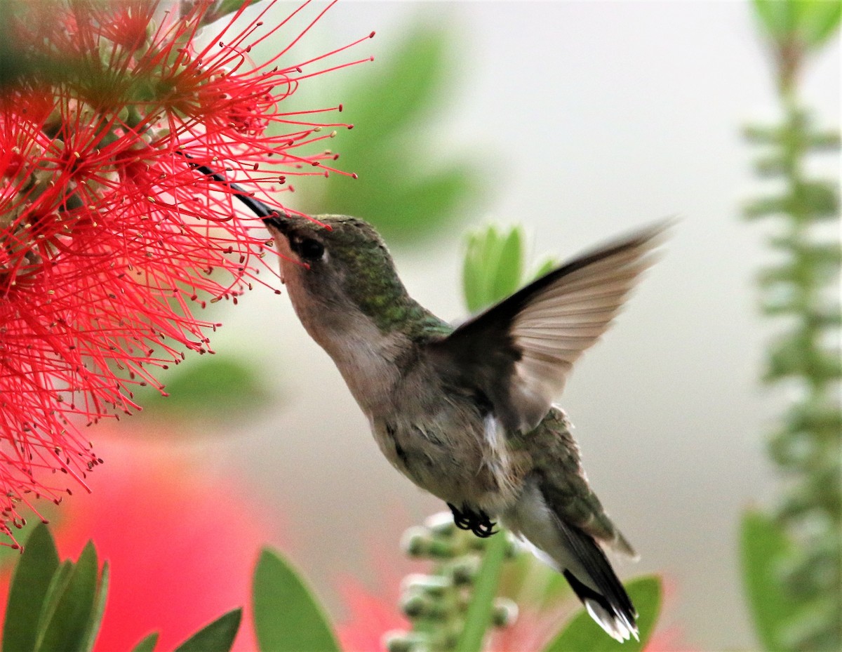 Ruby-throated Hummingbird - ML99829281