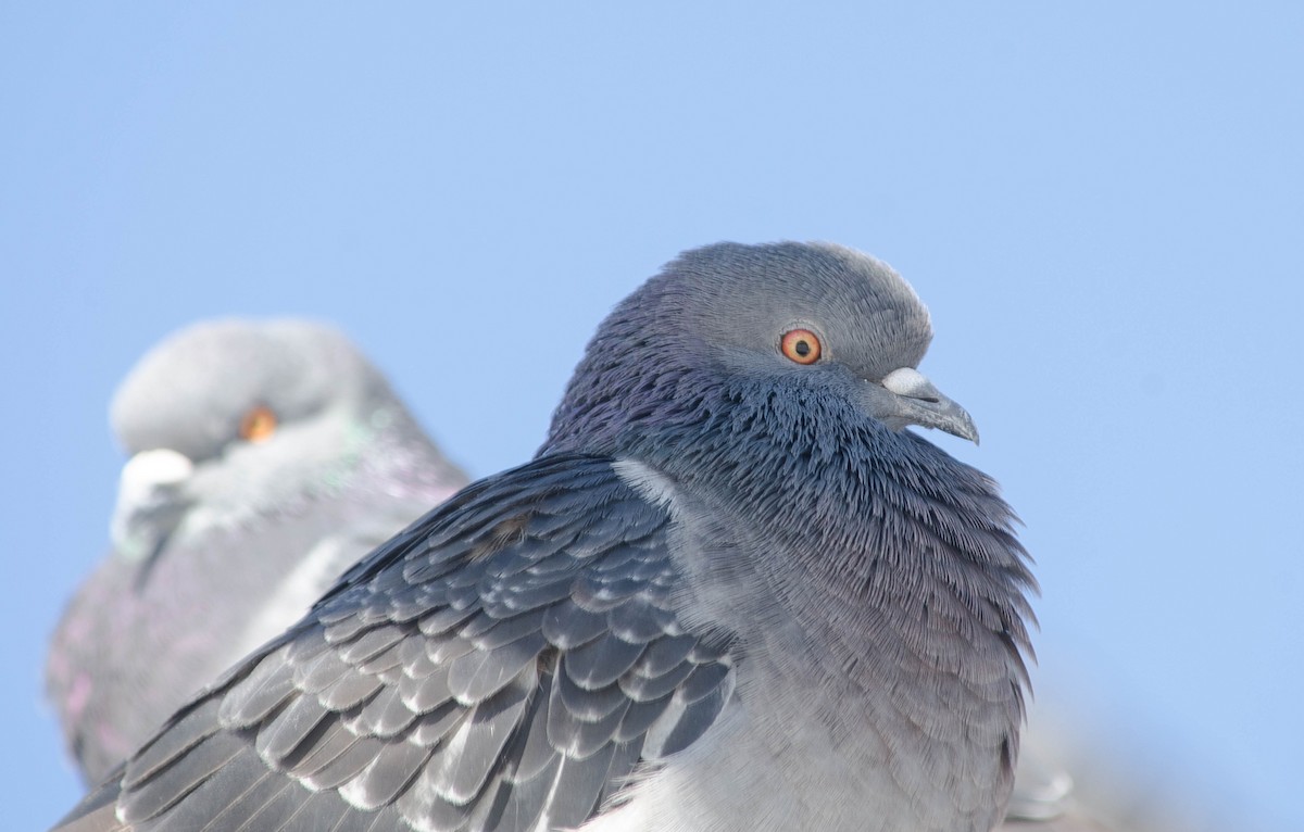 Pigeon biset (forme domestique) - ML99831291