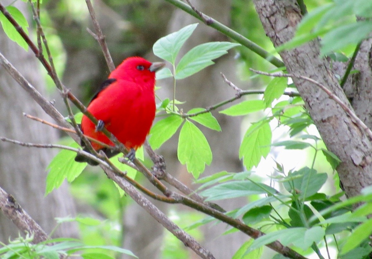 Scarlet Tanager - Brian Cunningham