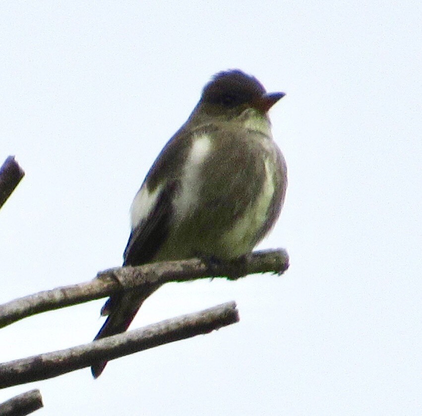 Olive-sided Flycatcher - Brian Cunningham