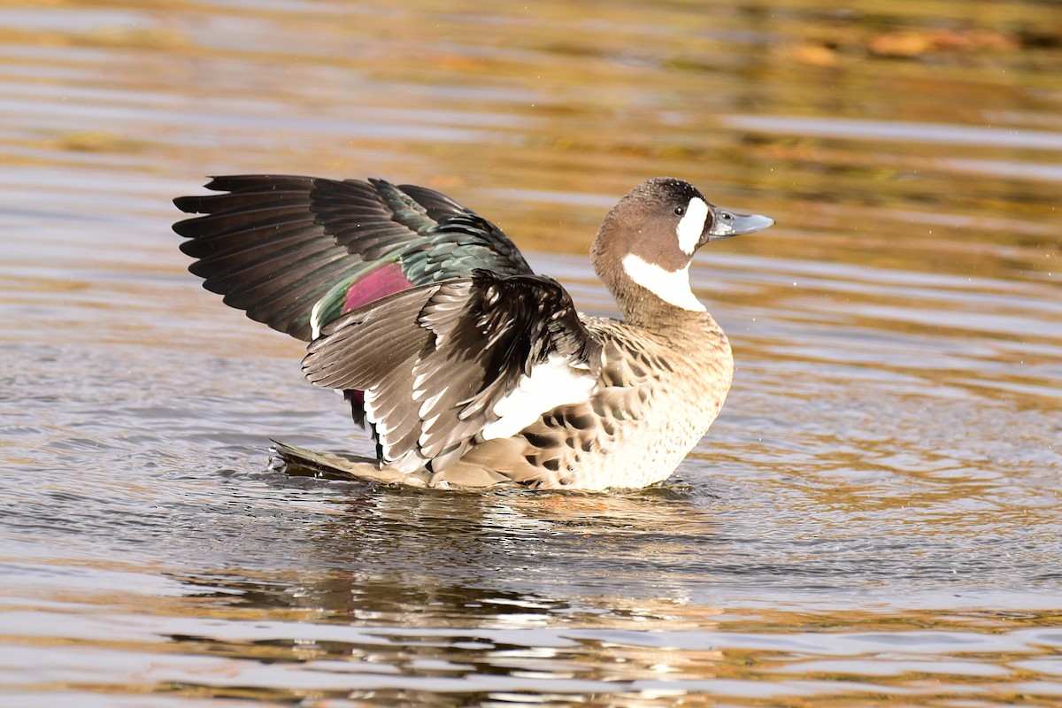 Spectacled Duck - ML99833401