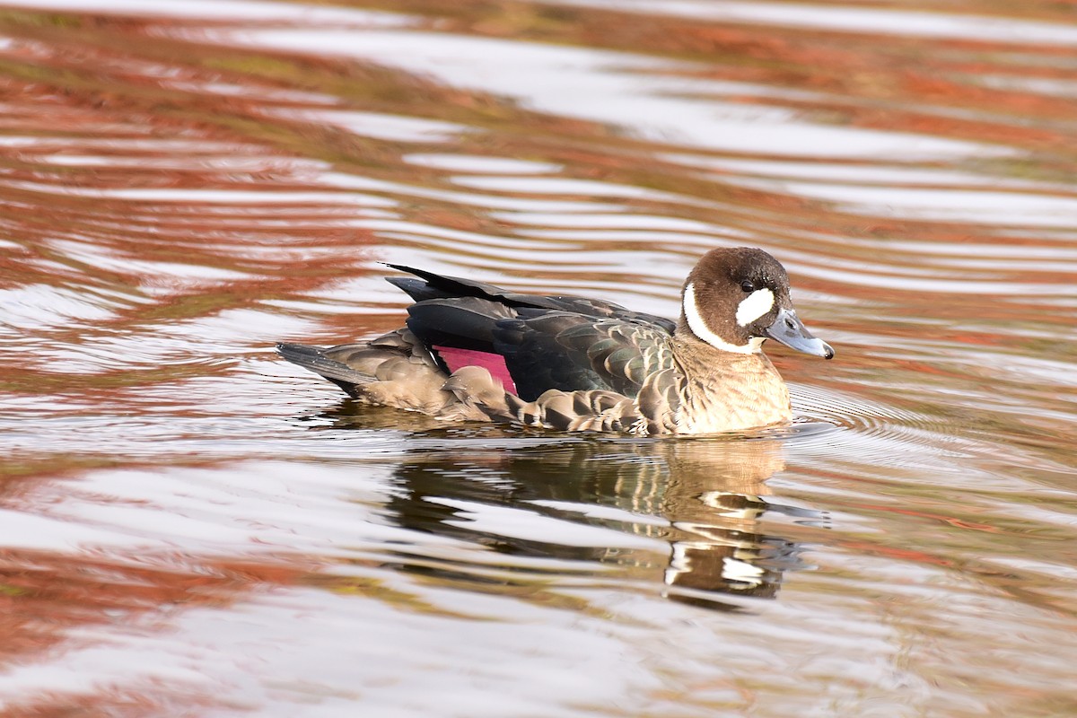 Spectacled Duck - ML99833431