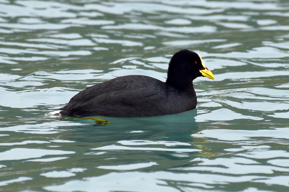 Red-gartered Coot - ML99833501