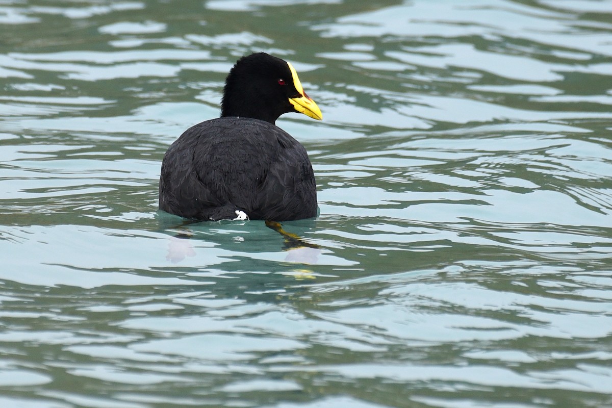 Red-gartered Coot - ML99833541