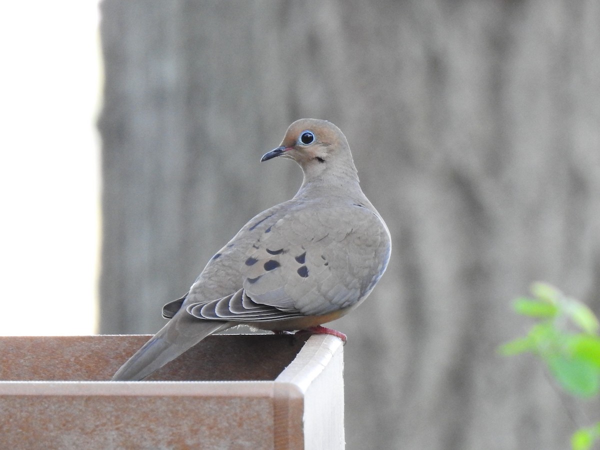 Mourning Dove - Chris Wiles