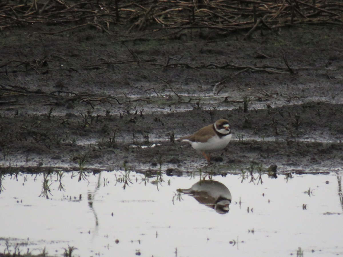 Semipalmated Plover - ML99842811