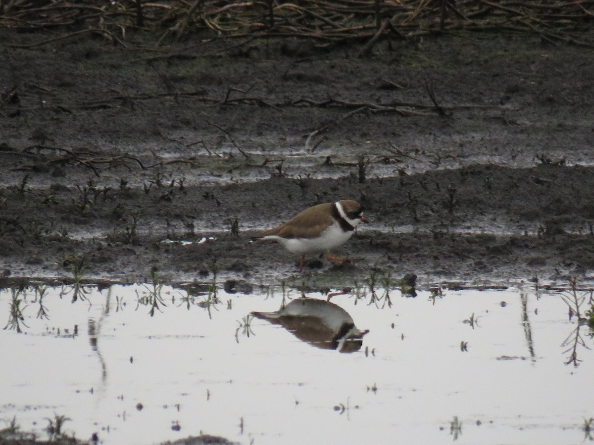 Semipalmated Plover - ML99842851