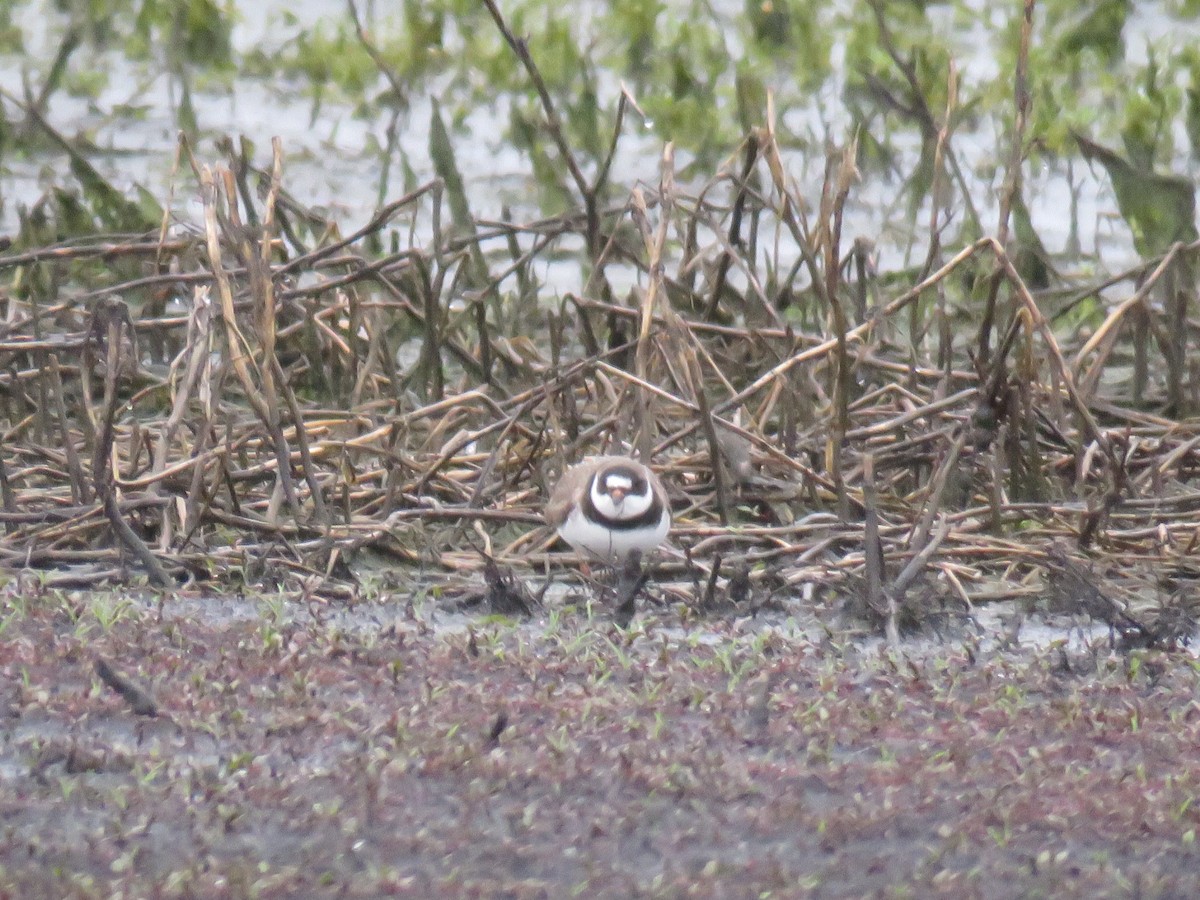 Semipalmated Plover - ML99842871