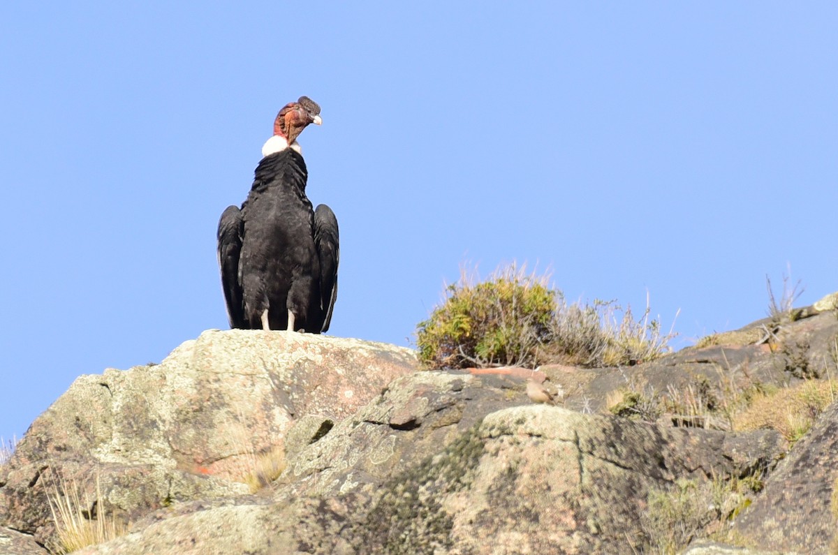 Andean Condor - ML99845261