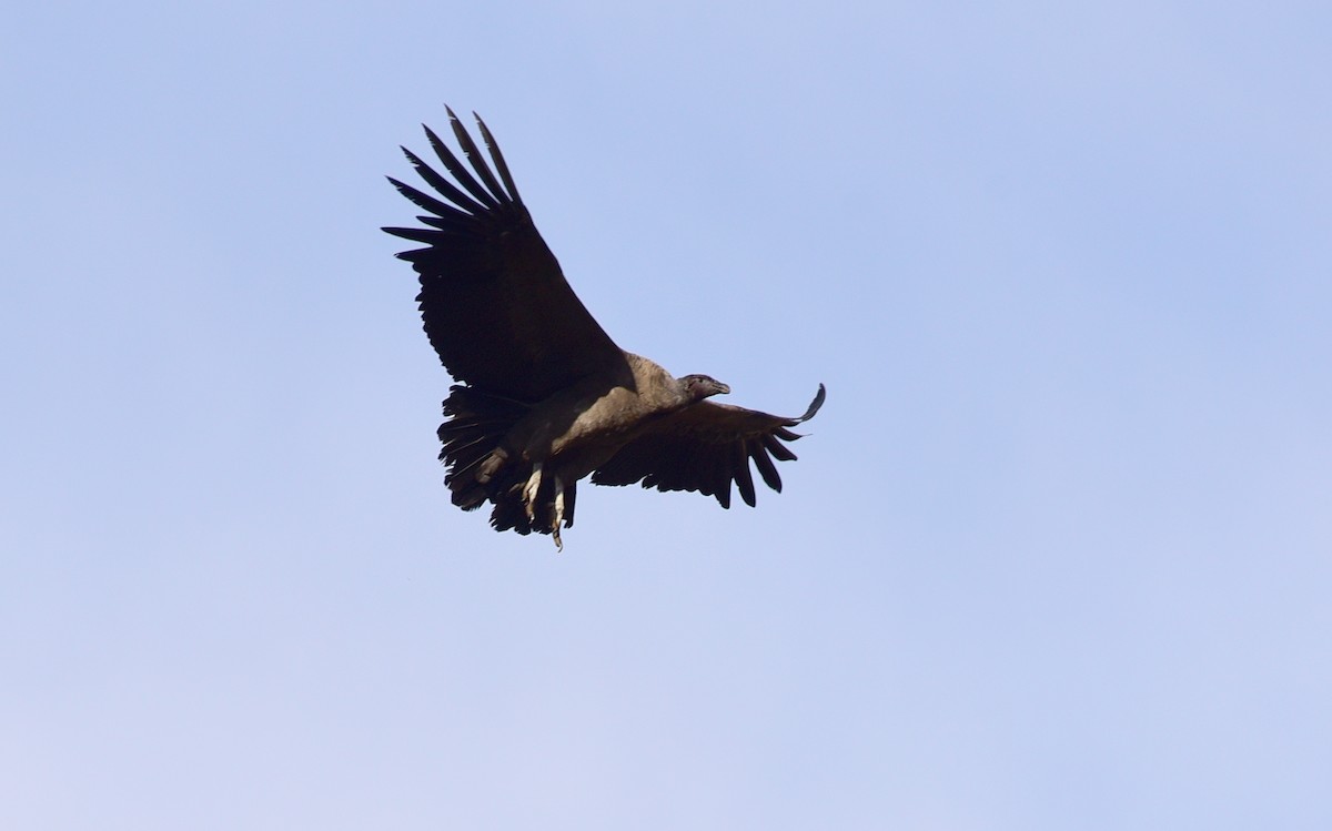 Andean Condor - ML99845311