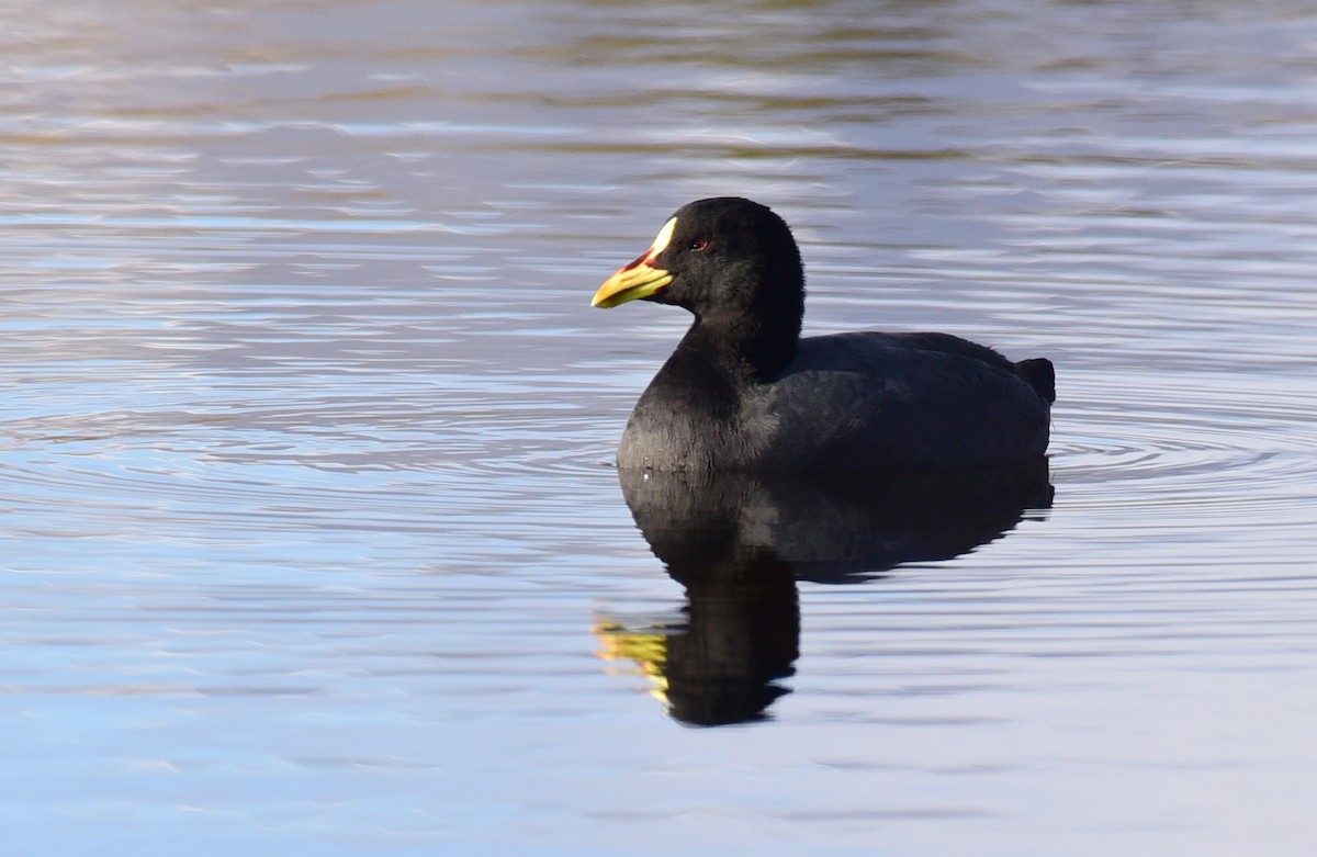 Red-gartered Coot - ML99845331