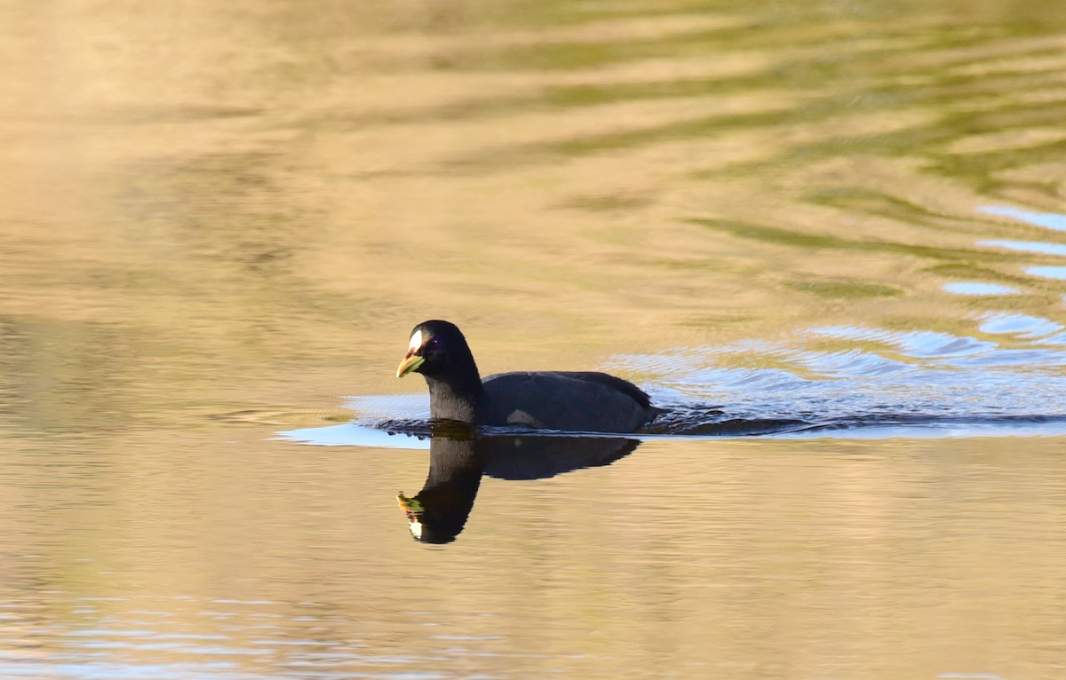 Red-gartered Coot - ML99845371