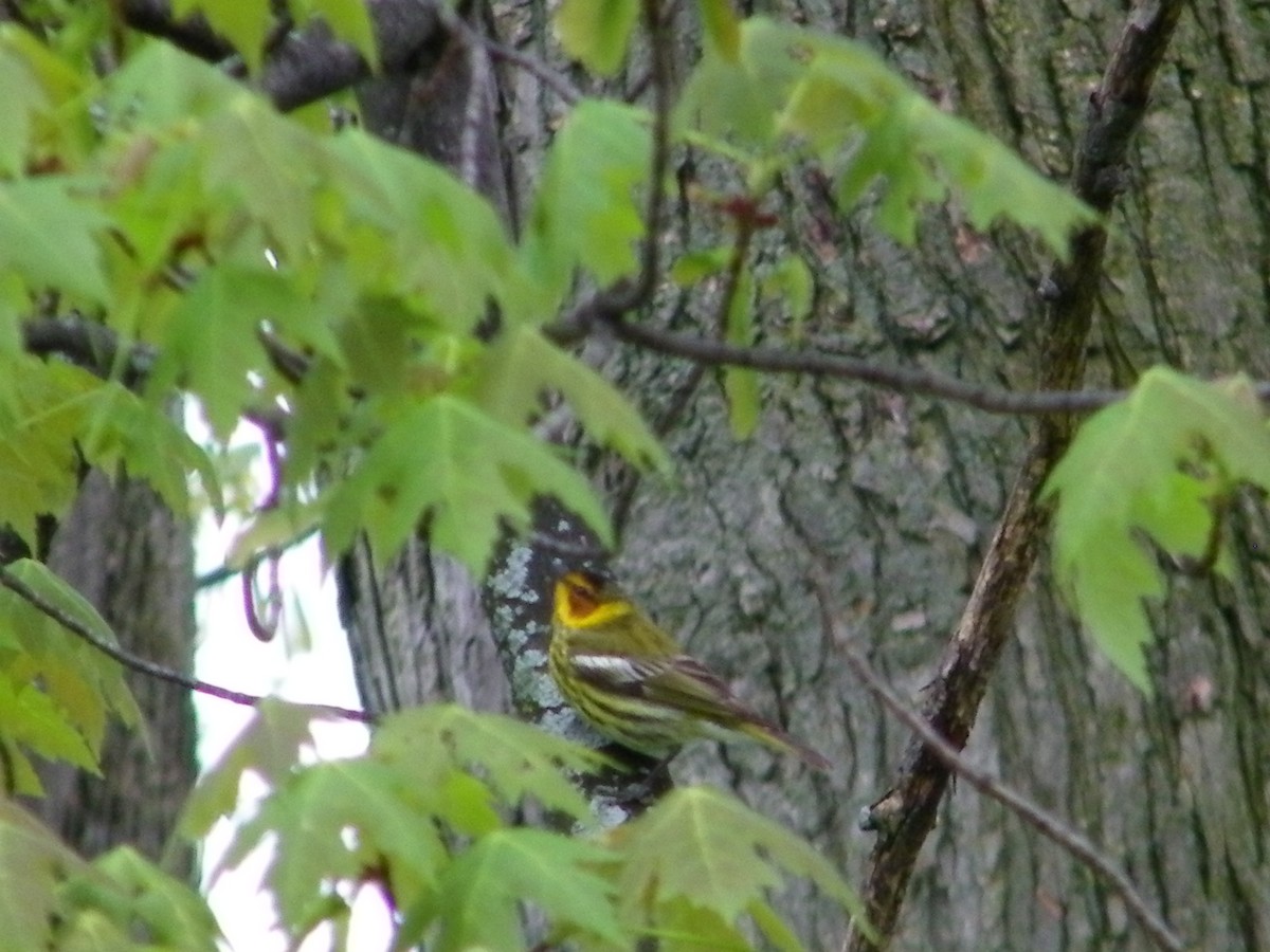 Cape May Warbler - Dennis Anderson