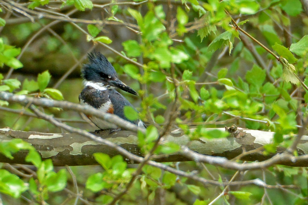 Belted Kingfisher - Clint Murray