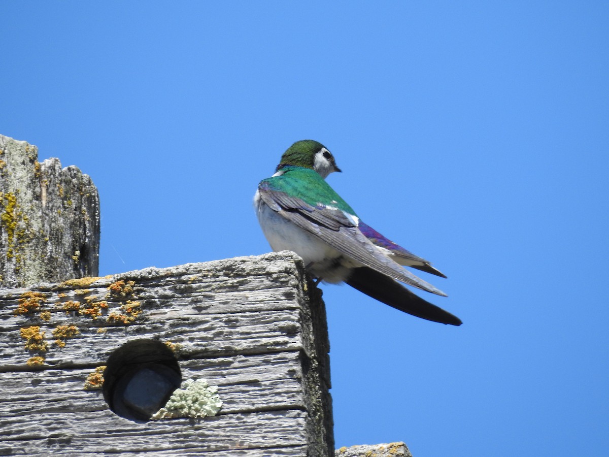 Violet-green Swallow - Myrto Ashe