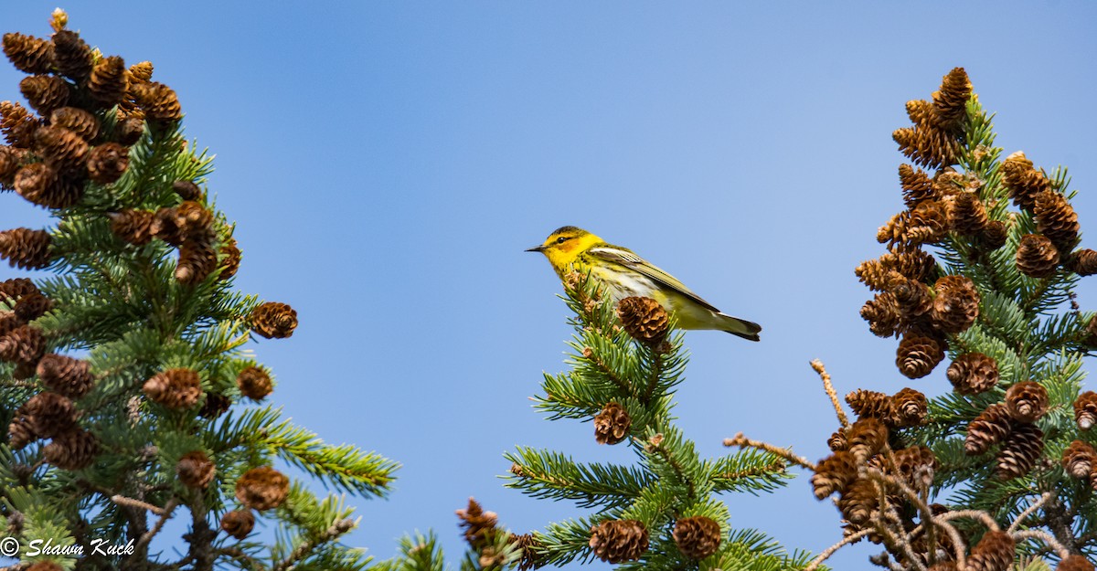Cape May Warbler - ML99848081
