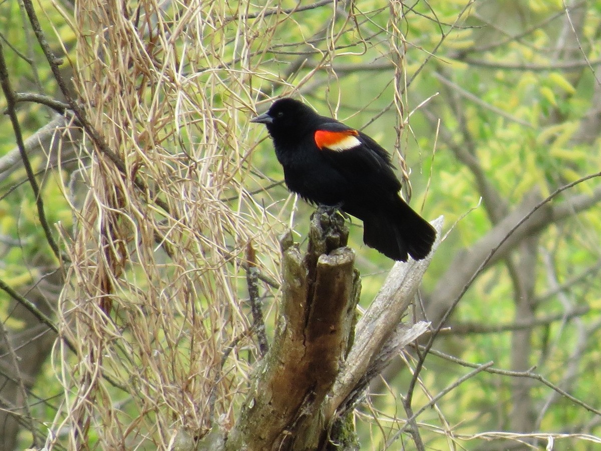 Red-winged Blackbird - ML99848461