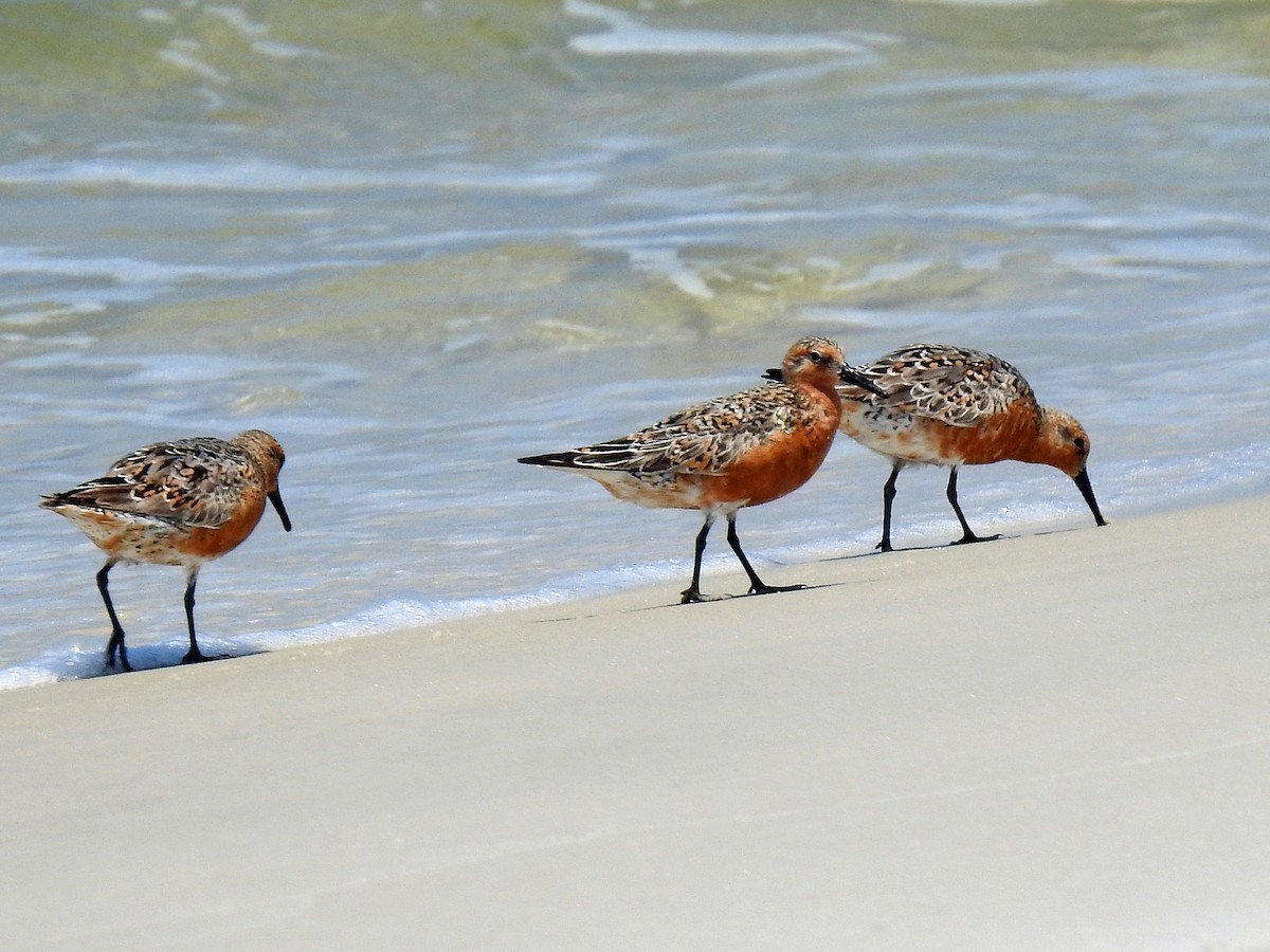Red Knot - ML99848761