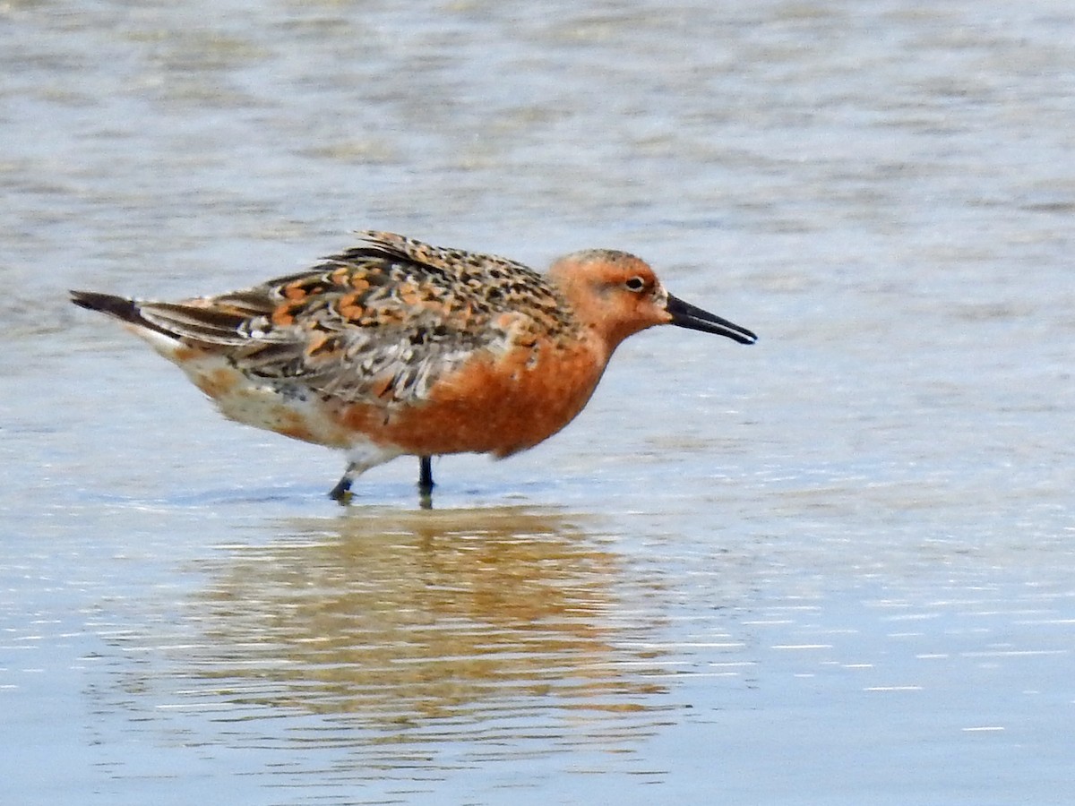 Red Knot - ML99848781