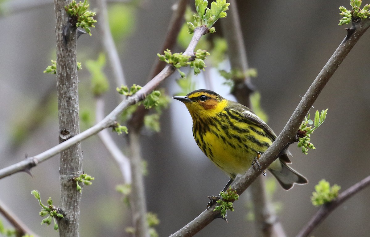 Cape May Warbler - ML99848991