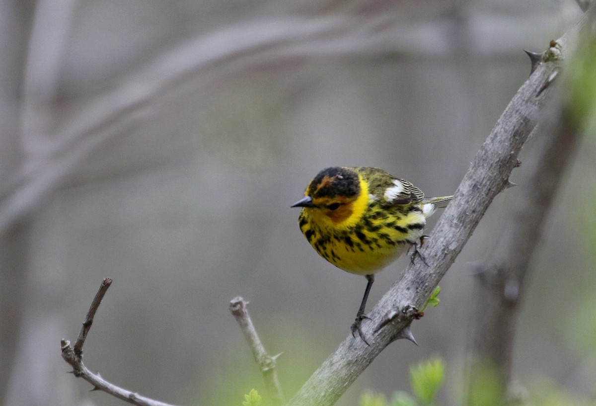 Cape May Warbler - ML99849041