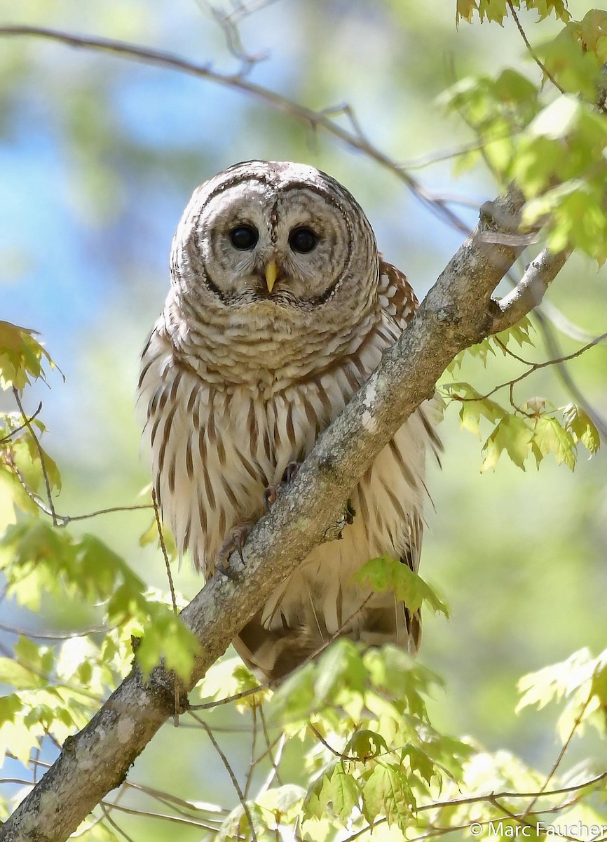Barred Owl - Peggy Faucher