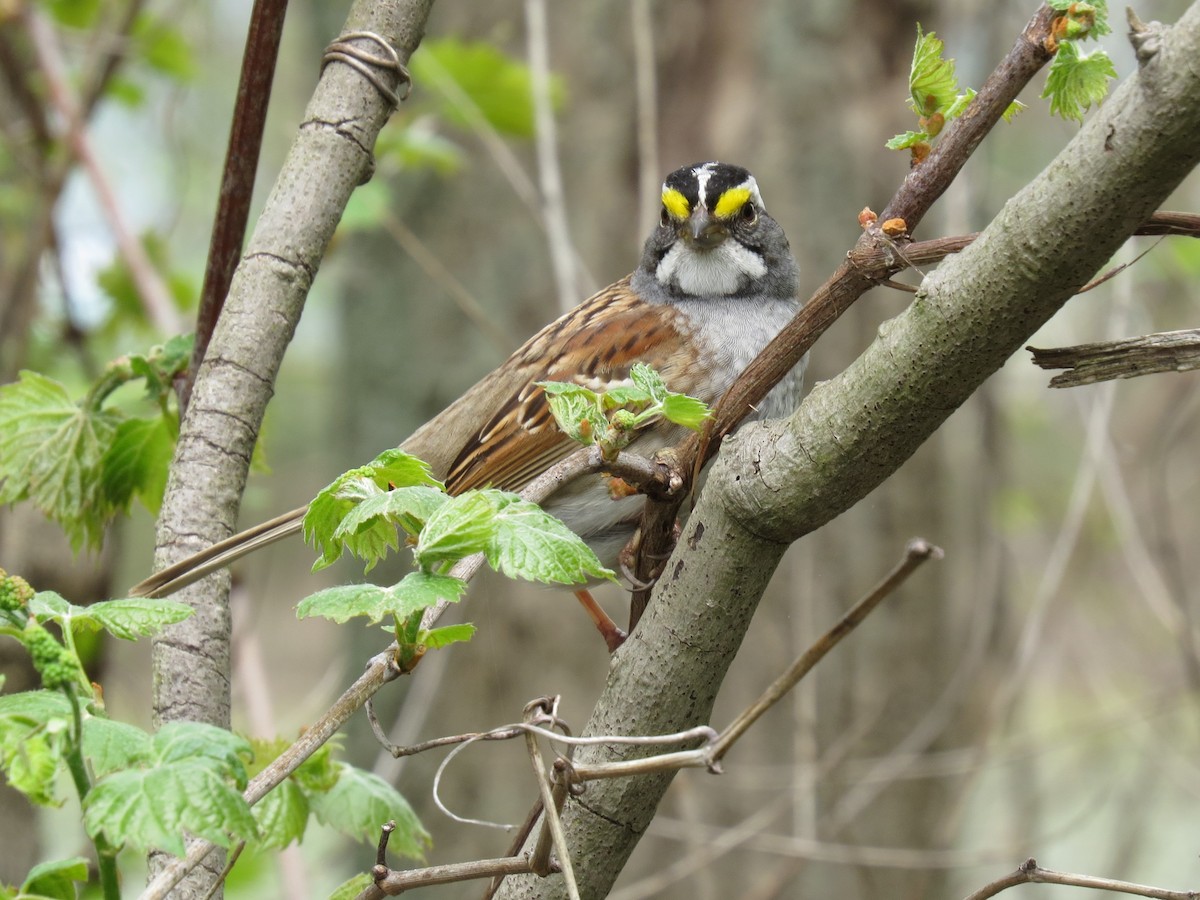 White-throated Sparrow - ML99850191