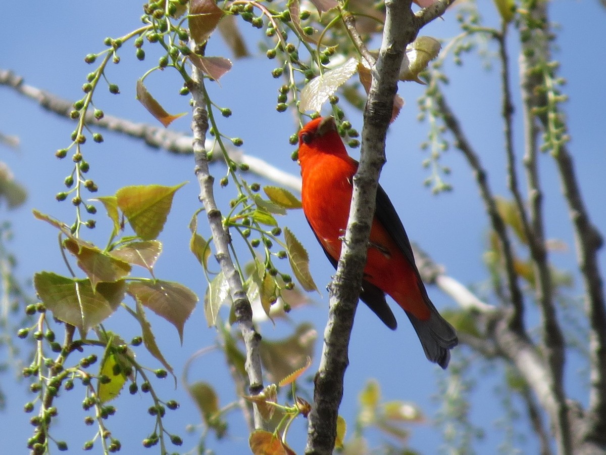 Scarlet Tanager - ML99850551