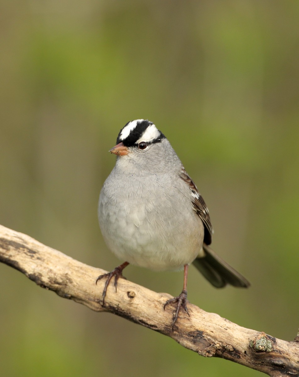 White-crowned Sparrow - ML99850921