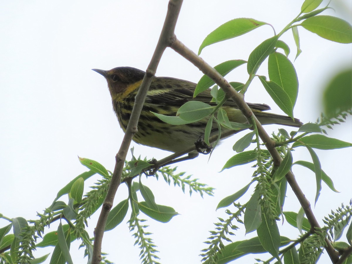 Cape May Warbler - ML99851391