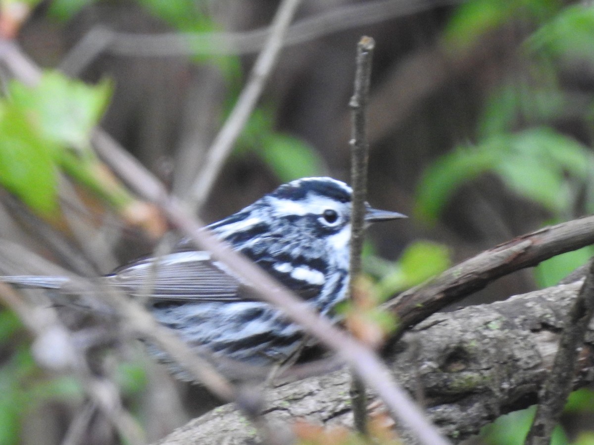 Black-and-white Warbler - ML99851781