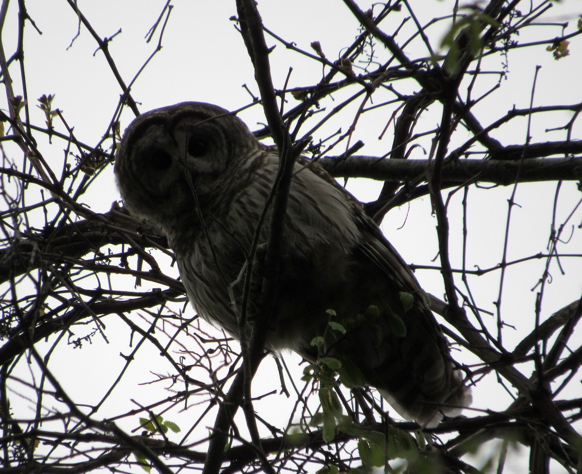 Barred Owl - Debbie and Mark Raven