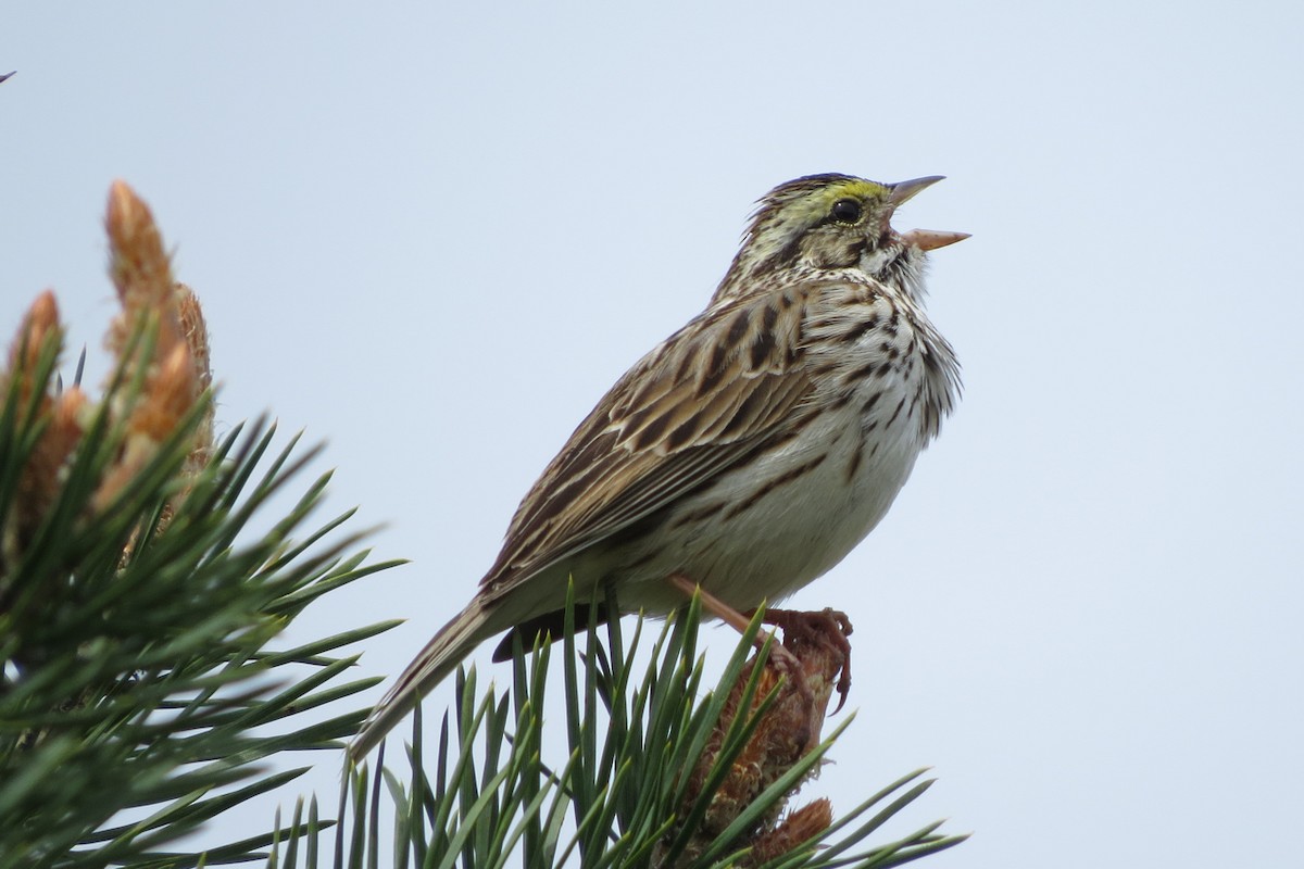 Savannah Sparrow (Savannah) - ML99855891