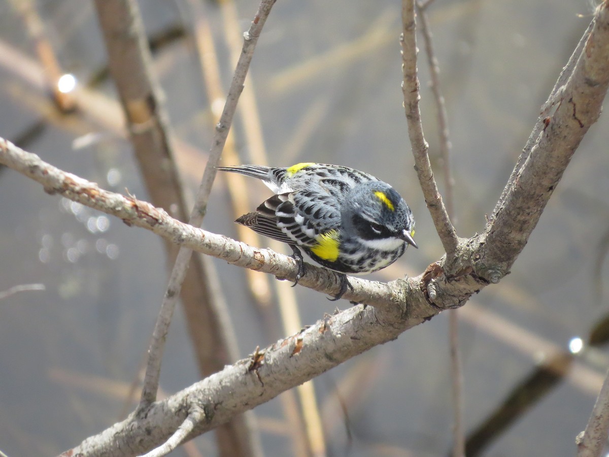 Yellow-rumped Warbler - Edward Hicks