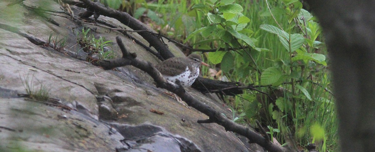Spotted Sandpiper - Tom Smith
