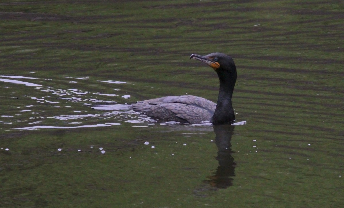 Double-crested Cormorant - Tom Smith
