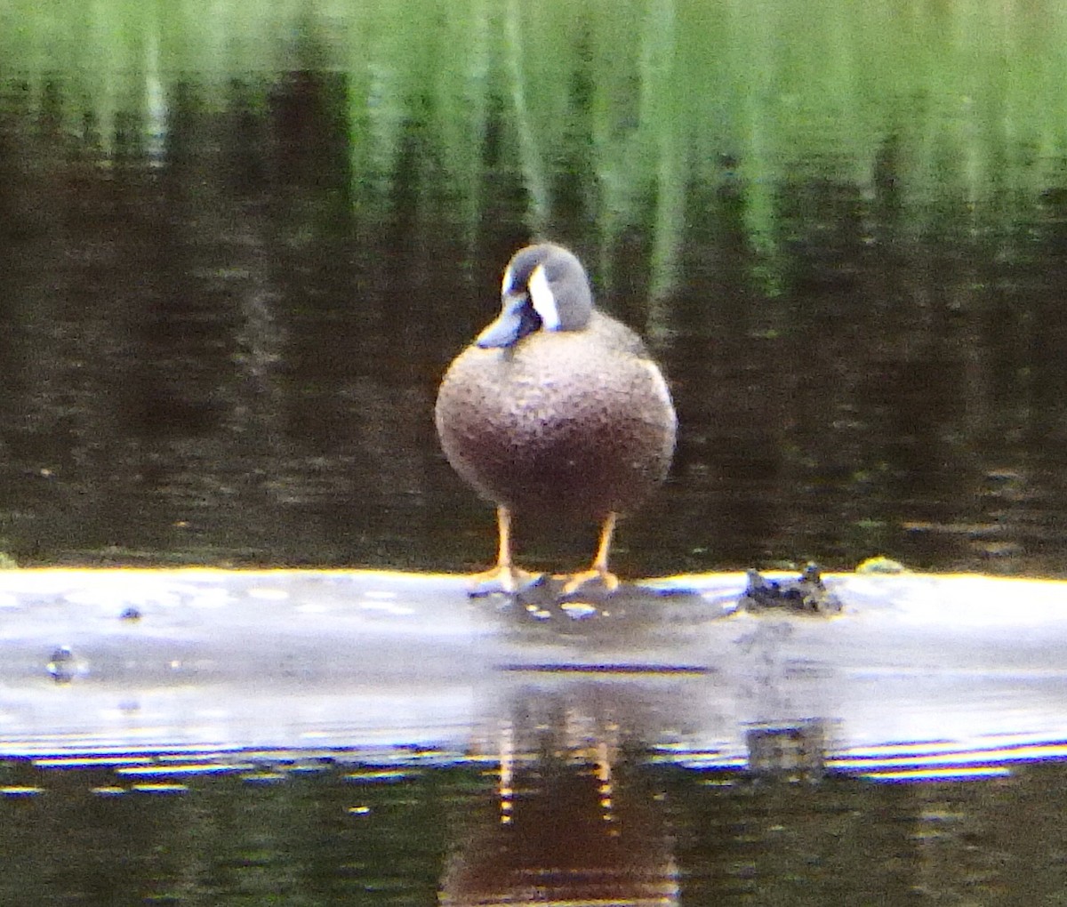 Blue-winged Teal - ML99858701